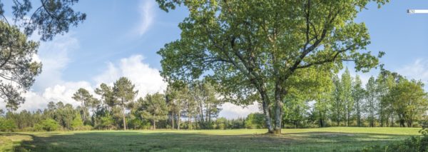 décors mural exterieur géant- décors brise vue - chene sur golf de gujan mestras