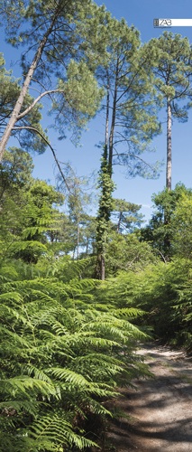 DECOR-CHEMIN-FORET-VERTICALWEB