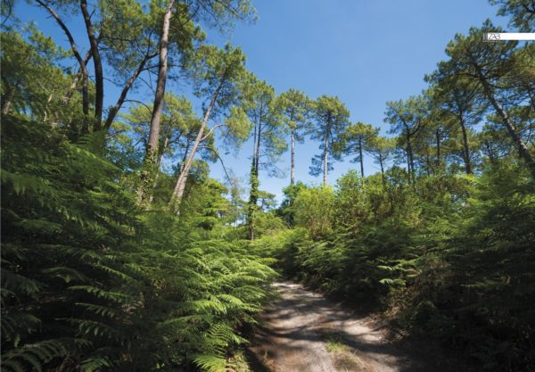 Décor mural extérieur - Sentier Forêt - Collection Forêt – Image 2