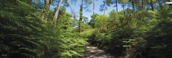 décors mural exterieur géant- décors brise vue - bassin d'arcachon sentier foret - océan atlantique