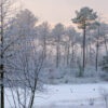 Décor mural extérieur - pins sous la neige - Collection Forêt – Image 2
