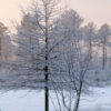 Décor mural extérieur - pins sous la neige - Collection Forêt