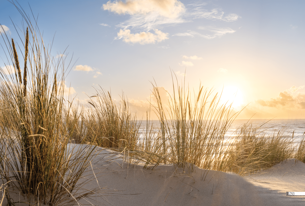 Décor mural extérieur - Graminées et dune 2025 - Collection Dune – Image 6